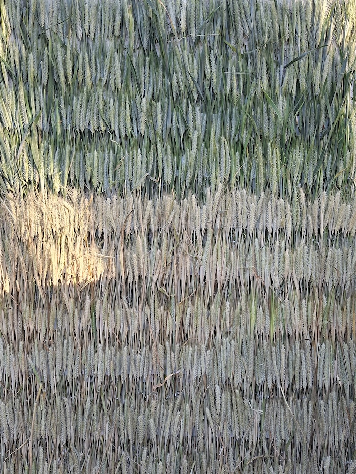 Kornbett